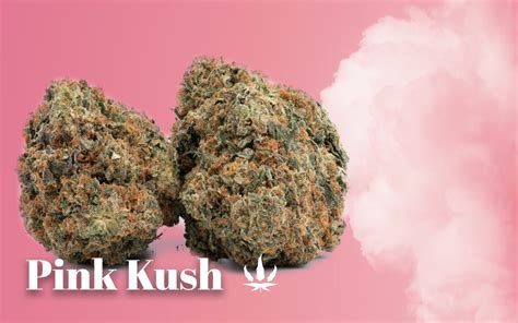 prada kush|pink kush in canada.